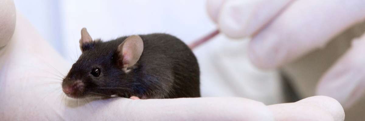 Using CatWalk gait analysis to study monoarthritis in mice