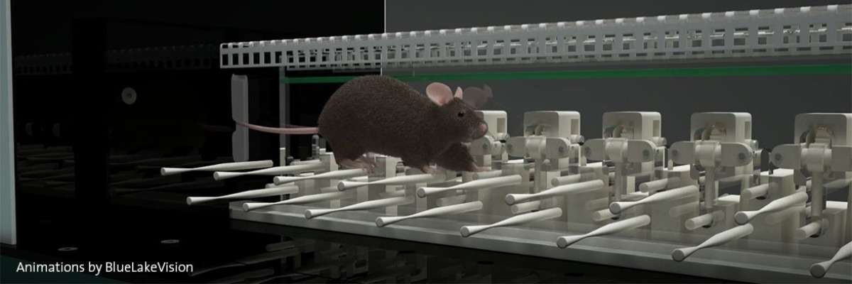Autistic mice have motor learning difficulties specific to the cerebellum