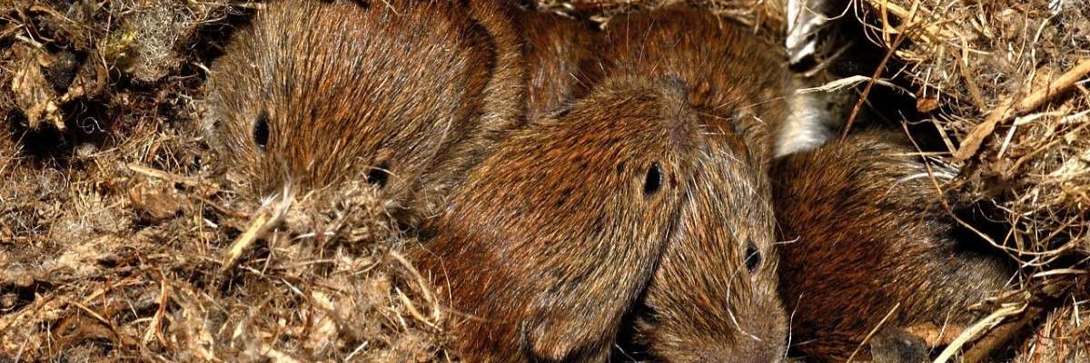 How bank voles take the future into account