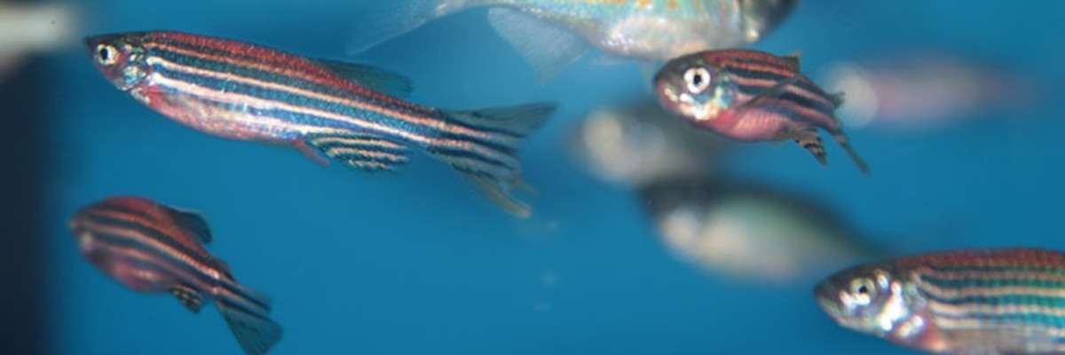 Zebrafish behaviors shows true effect of chemicals on aquatic animals