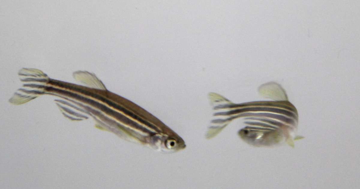 cpc-zebrafish
