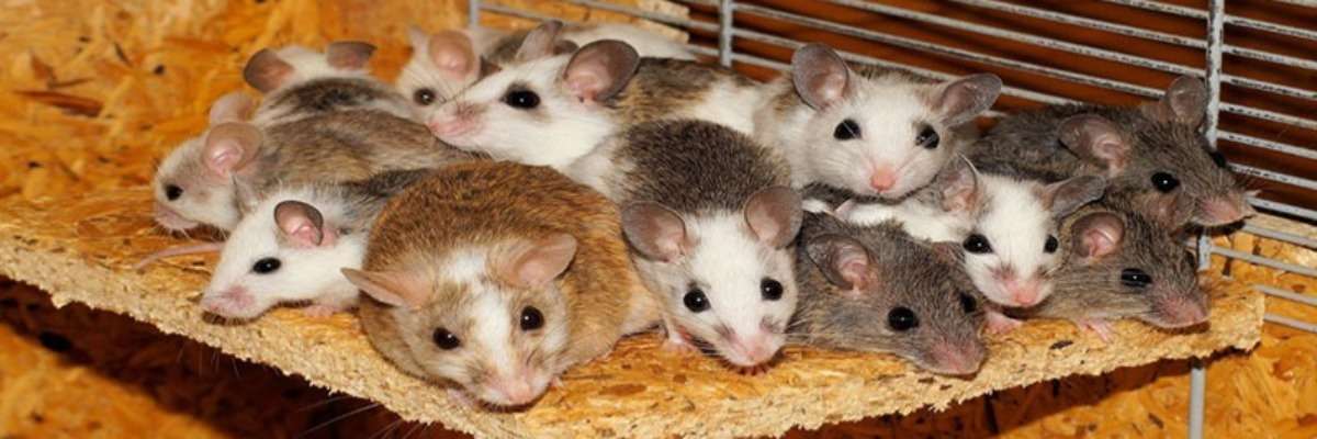 Determining the best housing strategy for mice