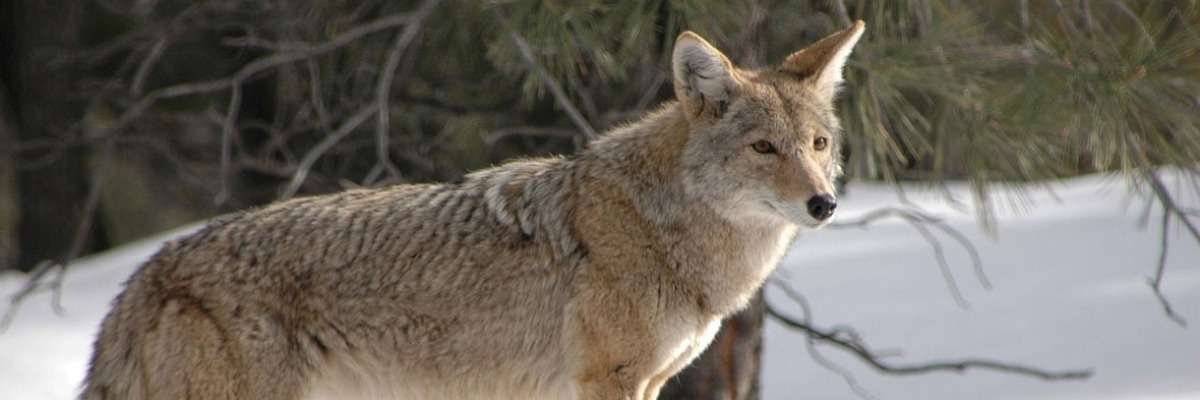 Determining the effect of social hierarchy on foraging in coyotes