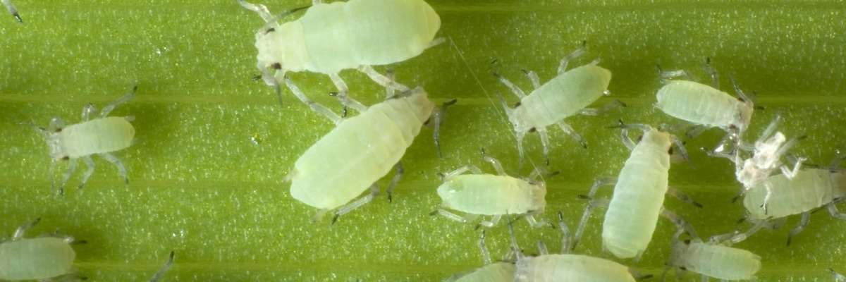 How you can efficiently screen for plant resistance to aphids