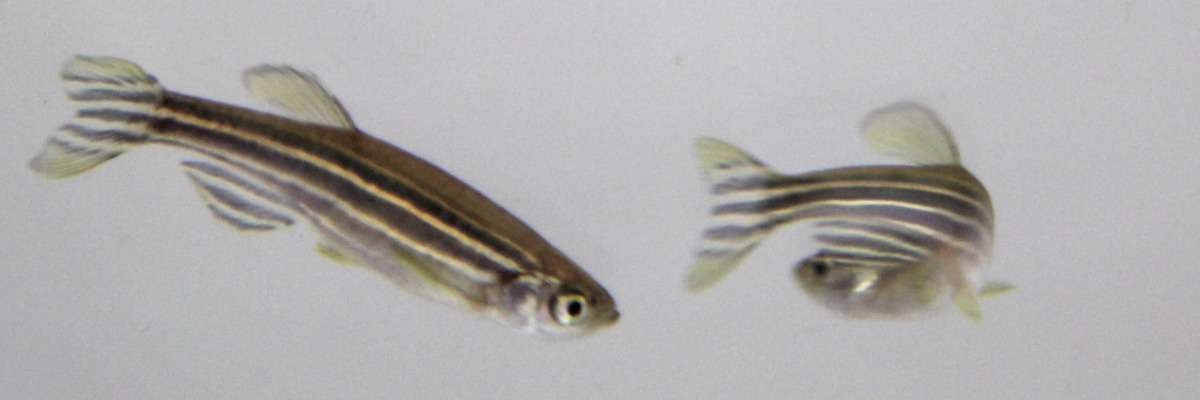 How to measure complex exploratory behavior in larval zebrafish