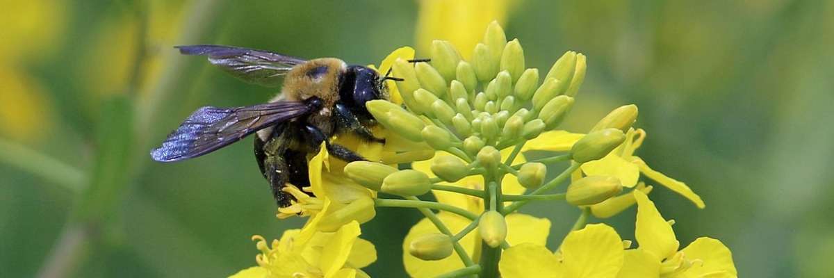 Flower preference in solitary bees
