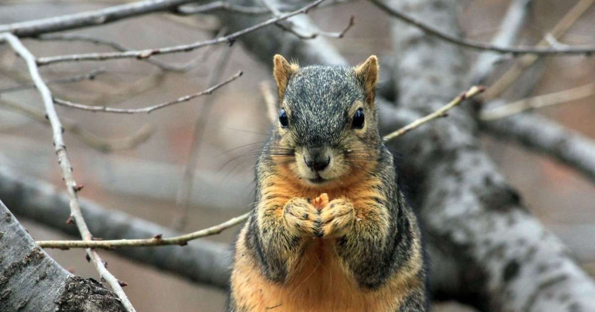 food-scarcity-and-caching-fox-squirrels