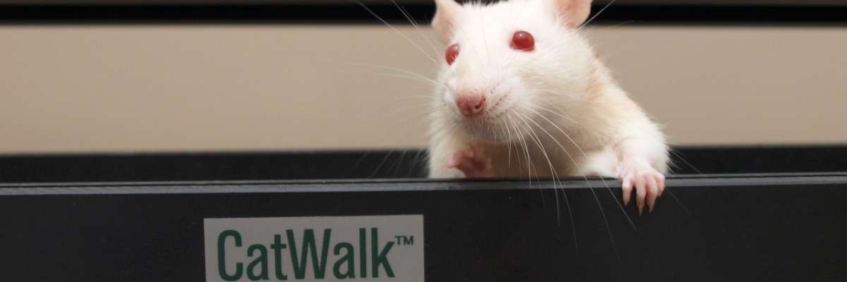 Gait research: let your animals walk freely