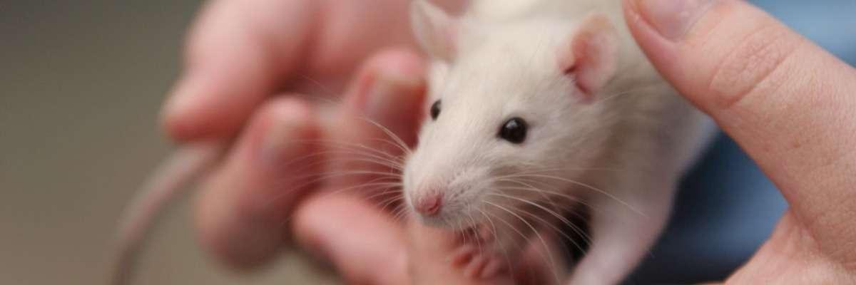 The impact of handling technique on rodent welfare and scientific accuracy