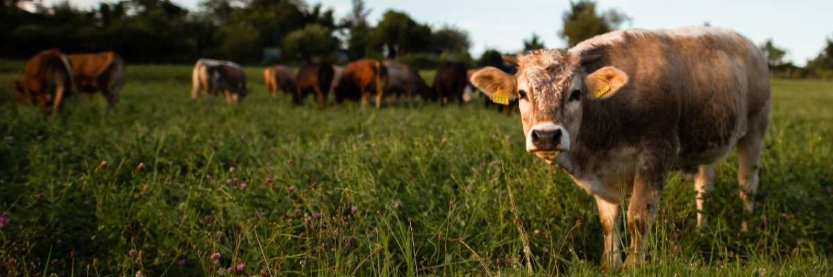 How does heat stress affect the health and welfare of dairy cows?