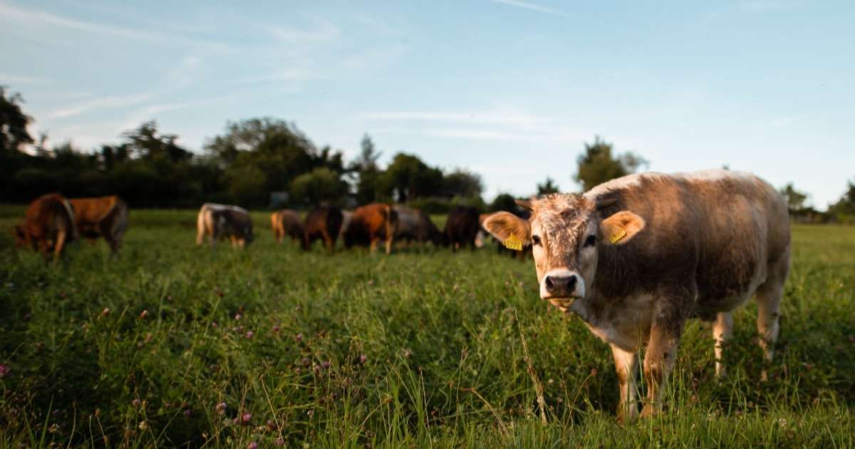 heat-stress-cows-health-welfare