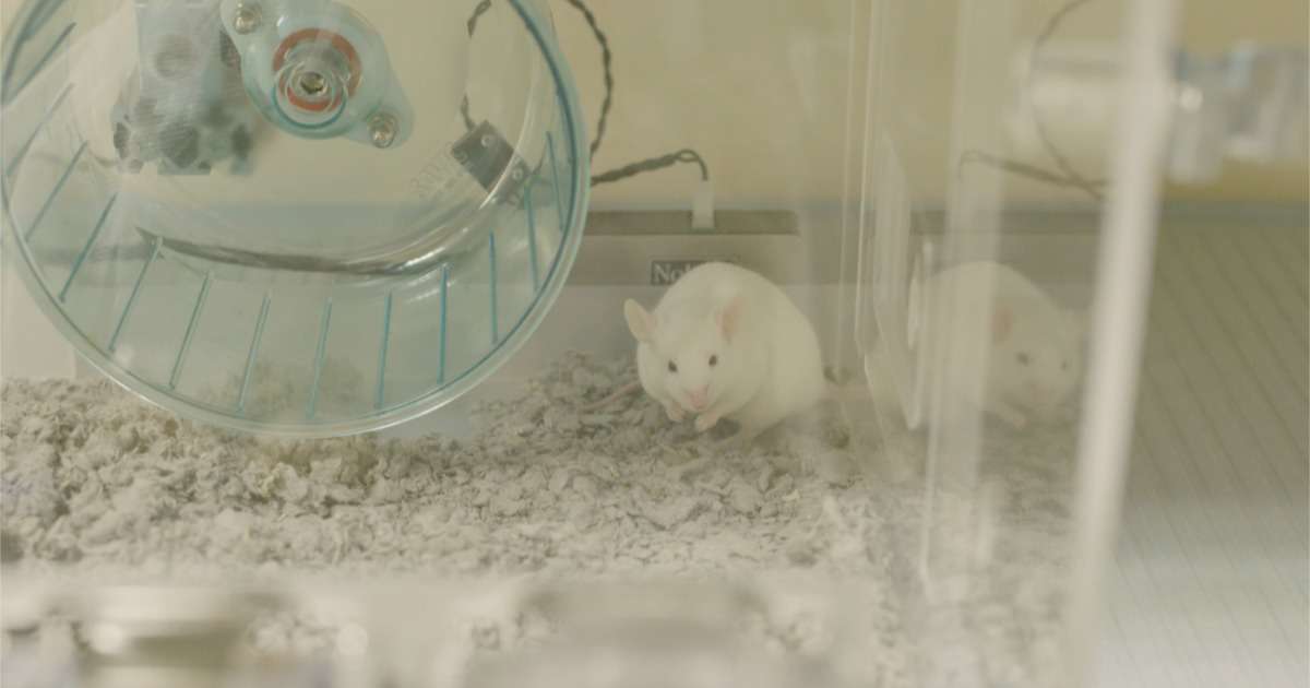 home-cage-tests-epilepsy-stargaze-mice