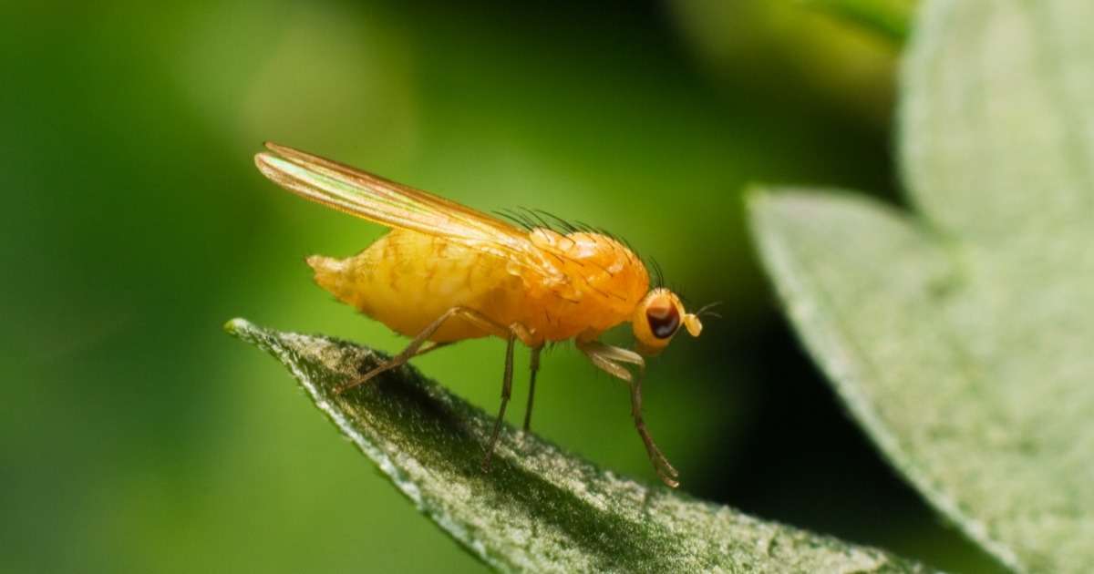 how-fruit-flies-find-your-food