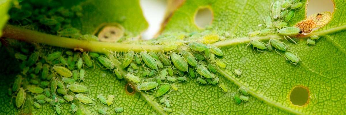 Screening plants for resistance to insect pests