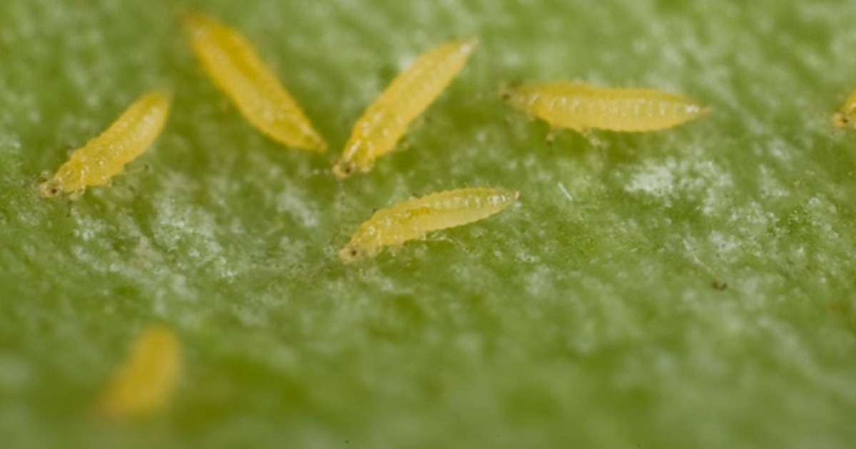 screening-insect-resistance-thrips