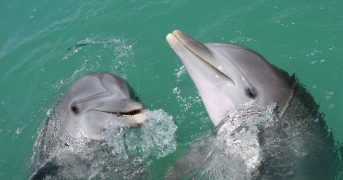 interspecific-aggression-dolphins