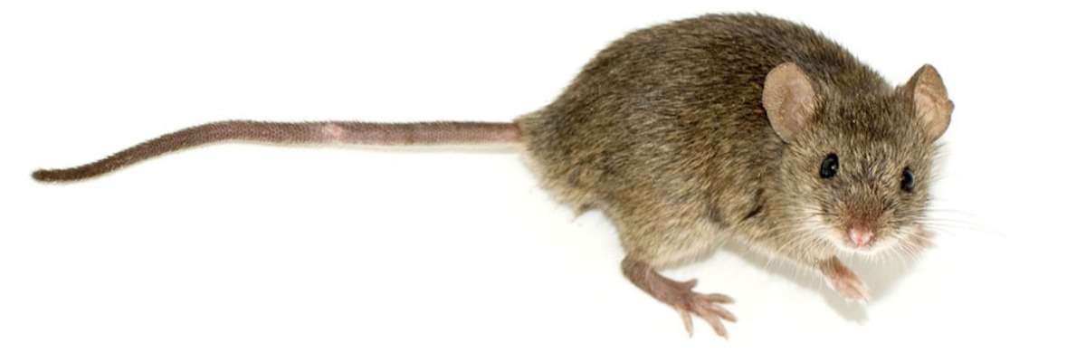 IR backlight in rodent behavioral testing