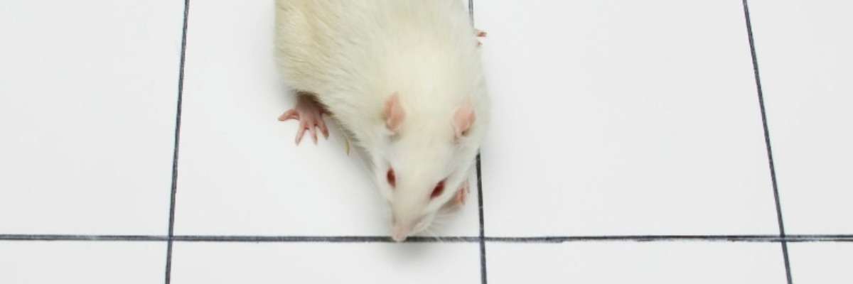 Side effects of L-DOPA investigated in parkinsonian rats