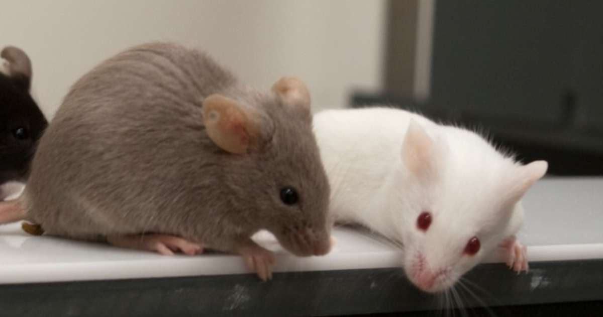 memory-loss-prevented-transgenic-mice