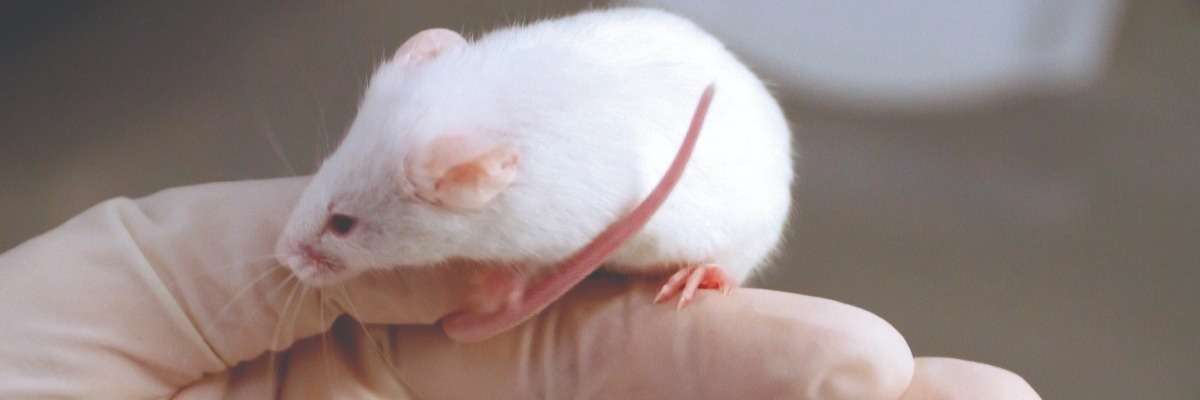How to really challenge mice cerebellar plasticity