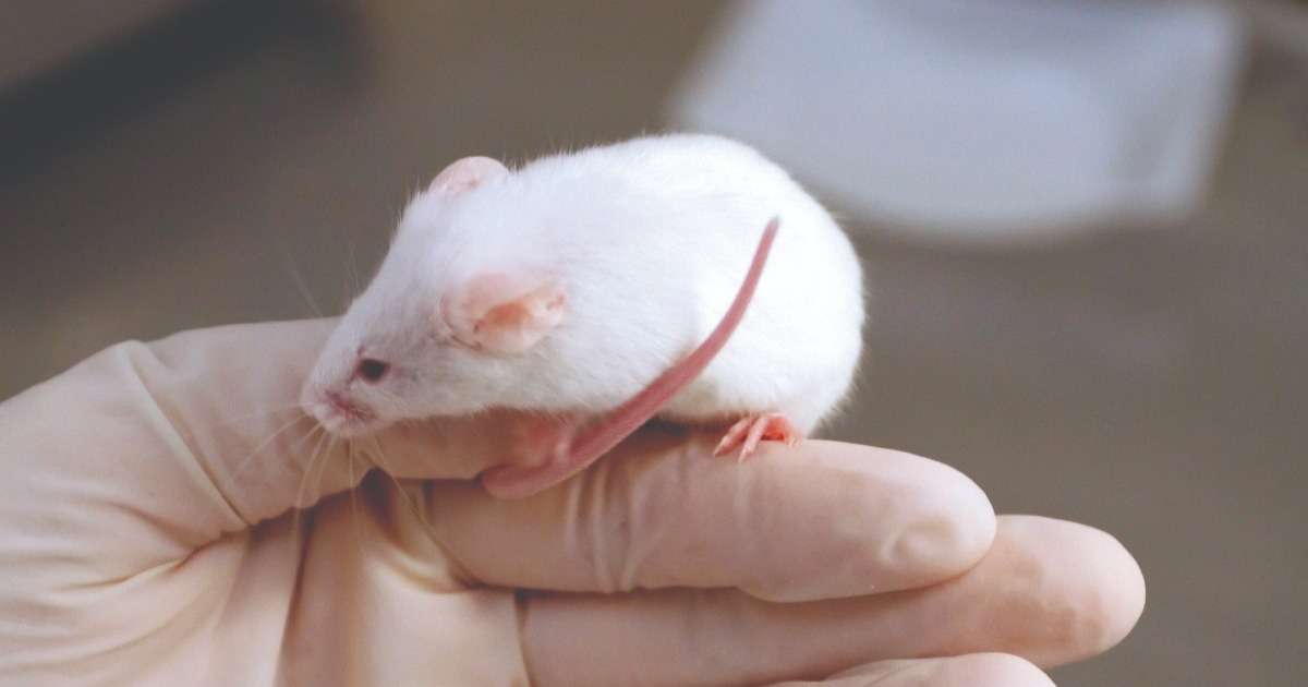 mice-cerebellar-plasticity