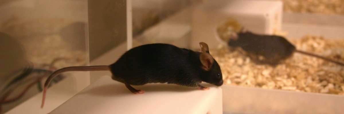 Mice in the spotlight: why you should perform your tests in a home cage
