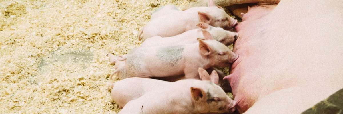 Mixing sows: the aggression and stress of group housing on first-time sow mother