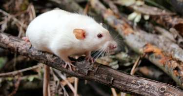 10 true or false statements about rodent gait | Noldus