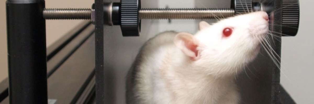 Assessing motor outcome in rats with peripheral nerve injury