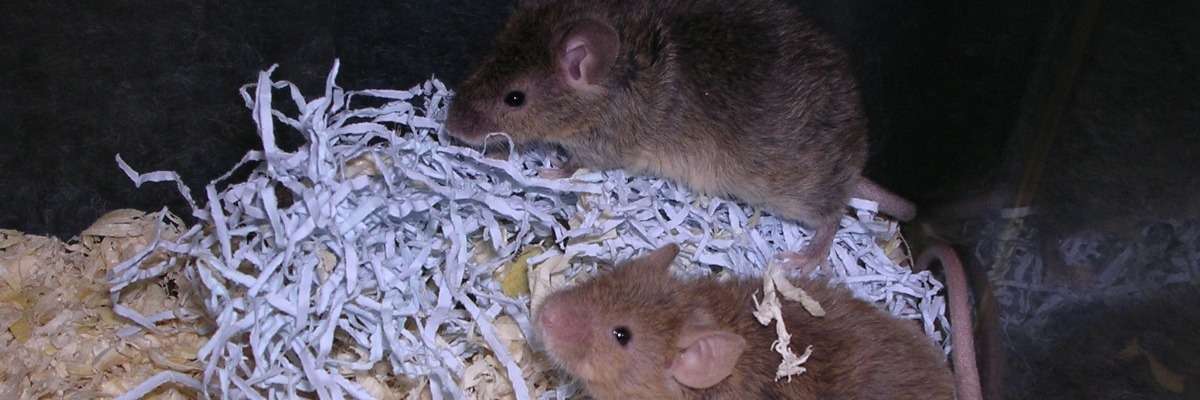 Spatial and odor memory impaired mice – new model for Alzheimer’s