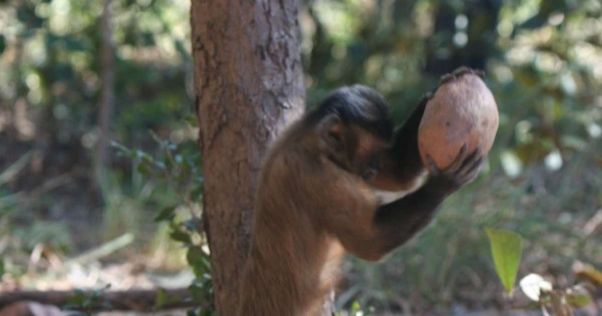 observing-monkey-behavior
