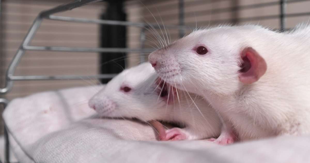 consequences-of-opioids-during-pregnancy-on-rat-pups