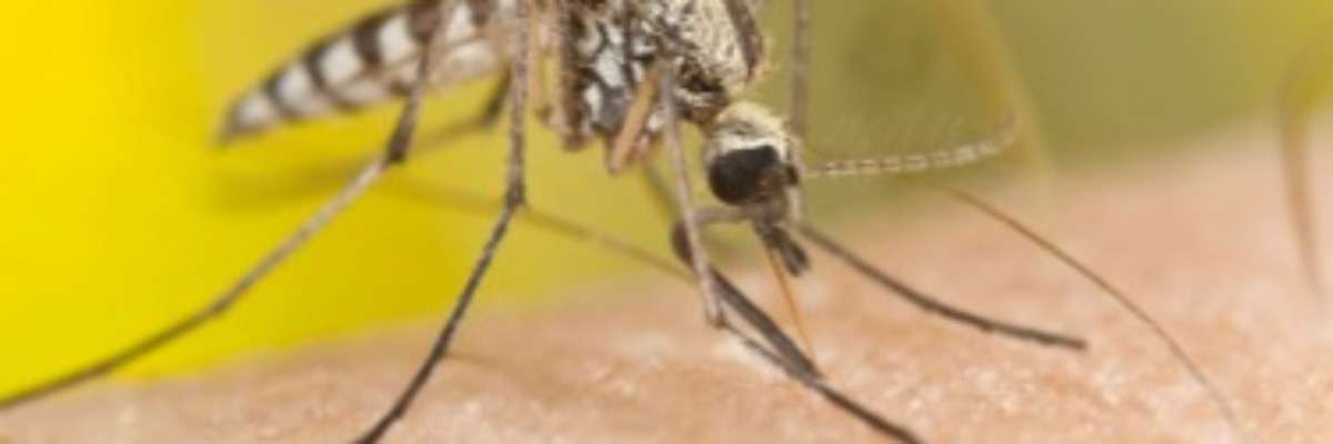 Does pesticide resistance make malaria mosquitoes “smarter”?