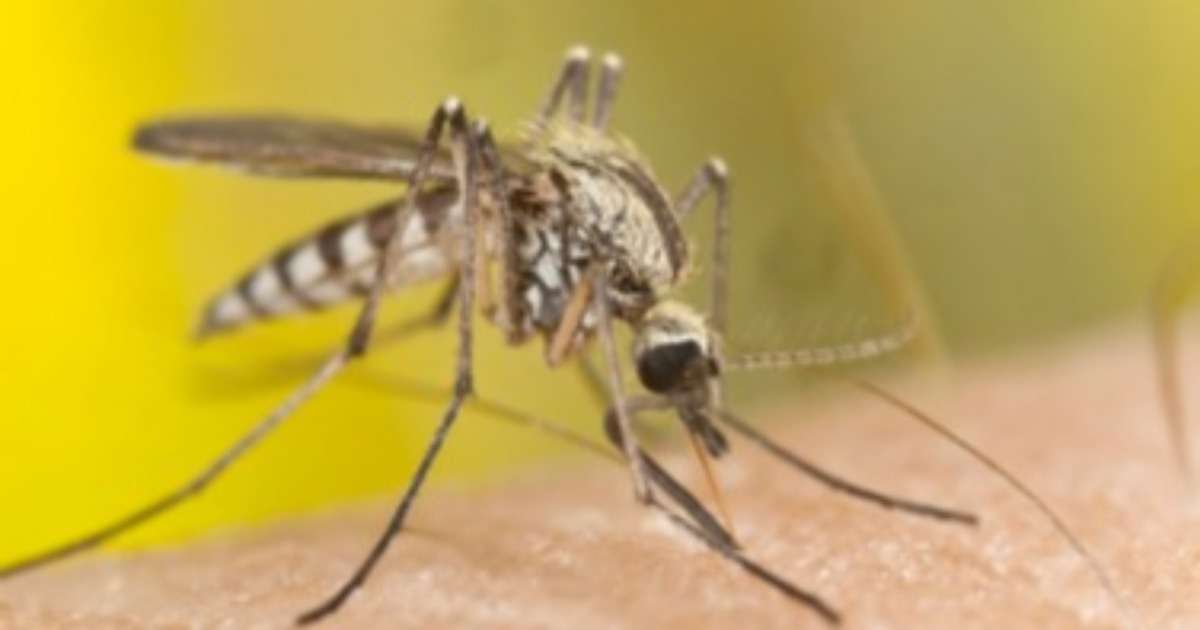 pesticide-resistance-malaria-mosquitoes