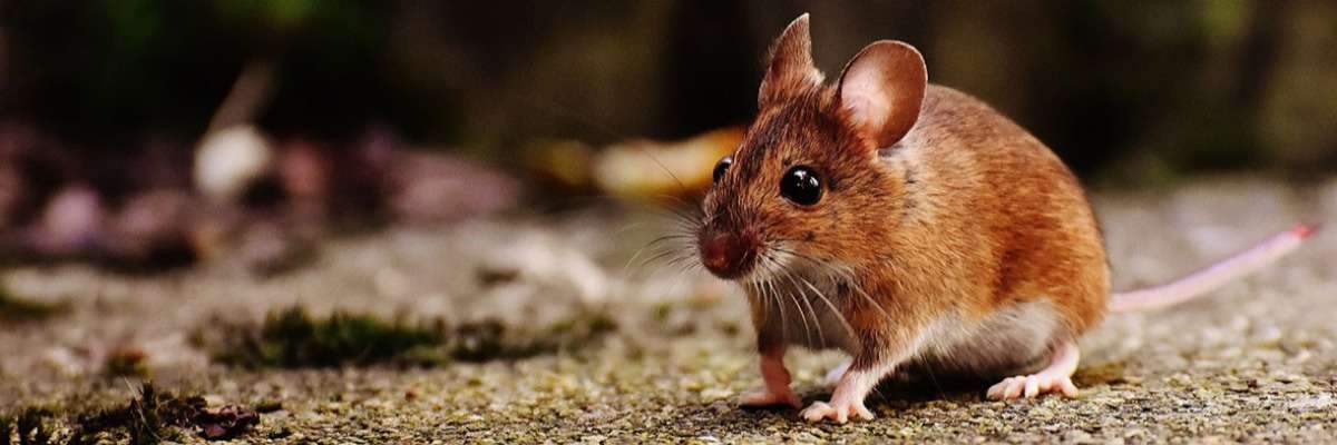 About unexpected results: predator odor excites mice