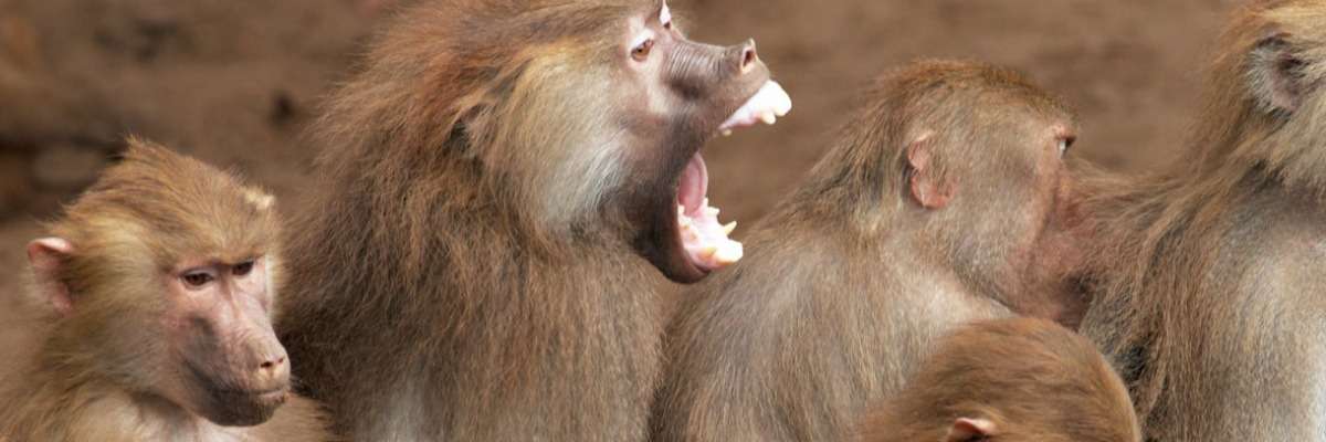Primate behavior - cracking the nut, fur rubbing & mating behavior
