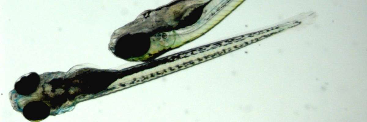 The effects of quantum dots on zebrafish larvae locomotor behavior