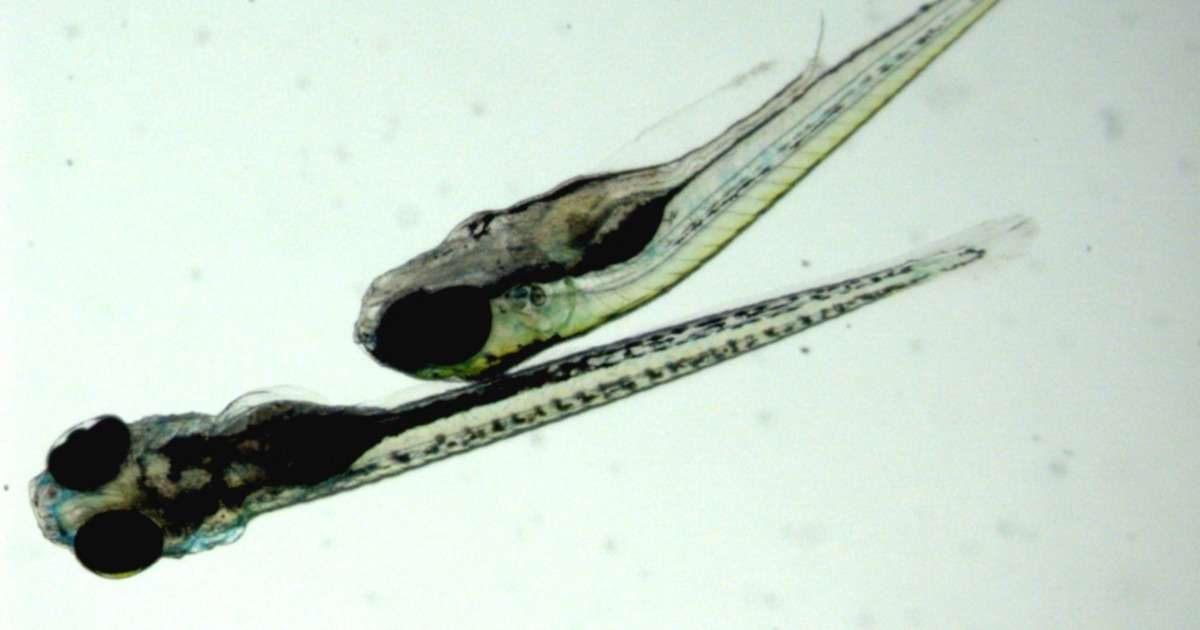 quantum-dots-toxicity-zebrafish-larvae