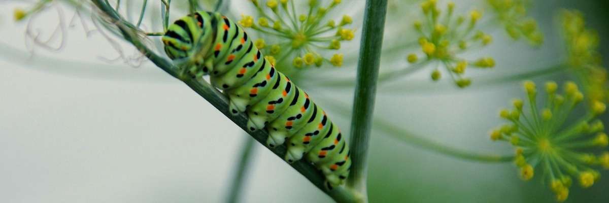 Caterpillars speed up seed production in plants