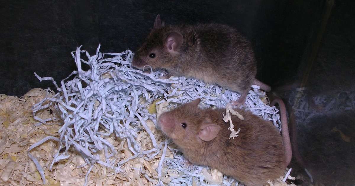 social-behavior-of-fragile-x-mice