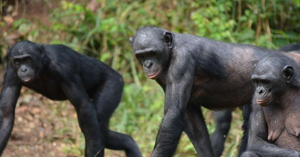 social-tolerance-bonobos