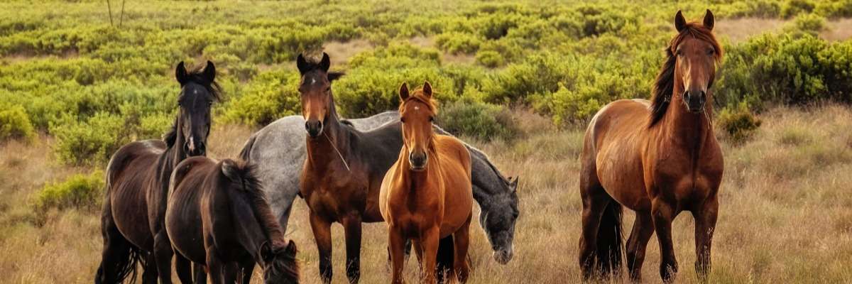 Combining physiology and behavior to create a stress scale for horses