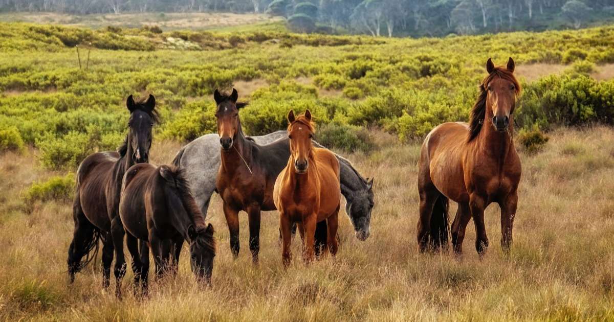 stress-scale-horses