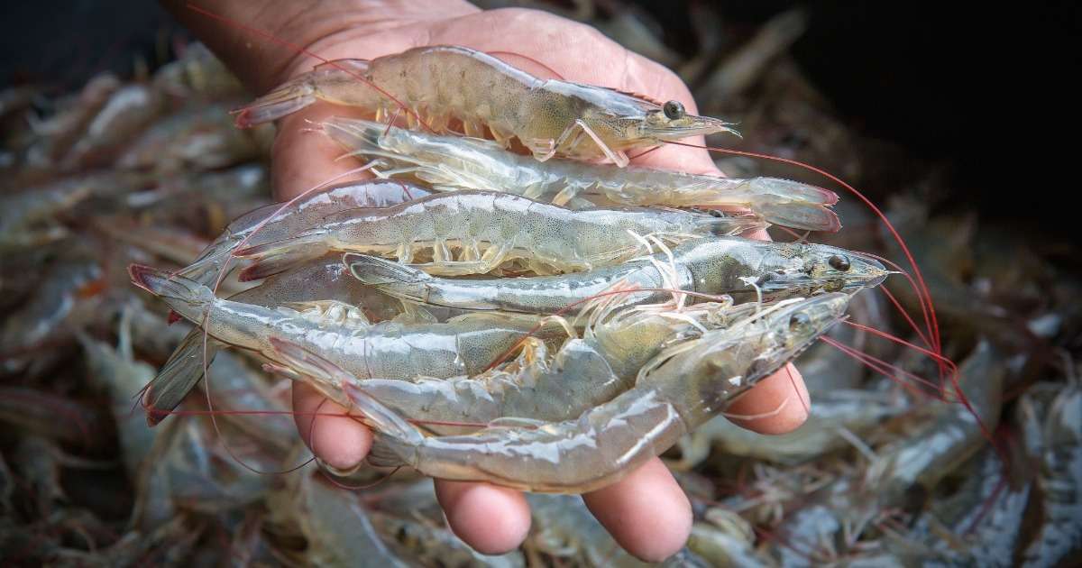 studying-shrimp-feeding-behavior