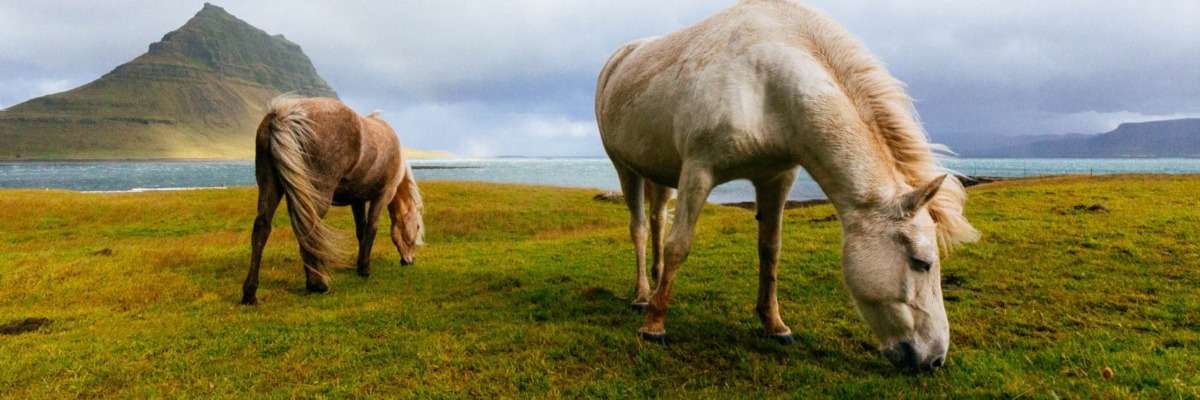 What a horse likes to eat: how to test dietary preferences