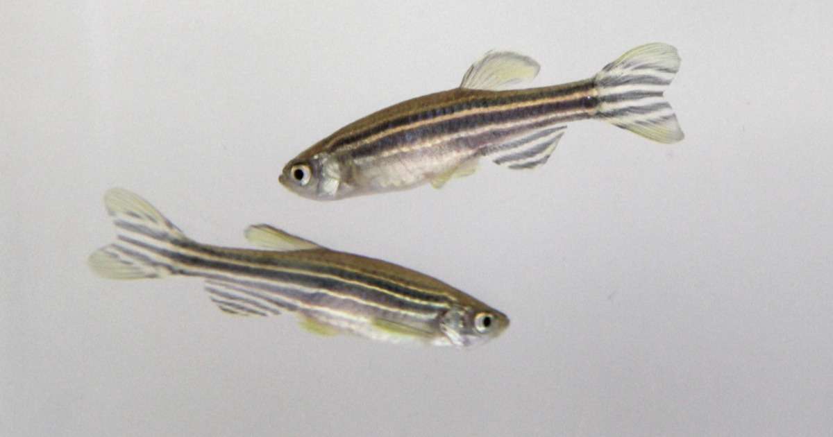 testing-pcbs-toxicity-behavior-zebrafish