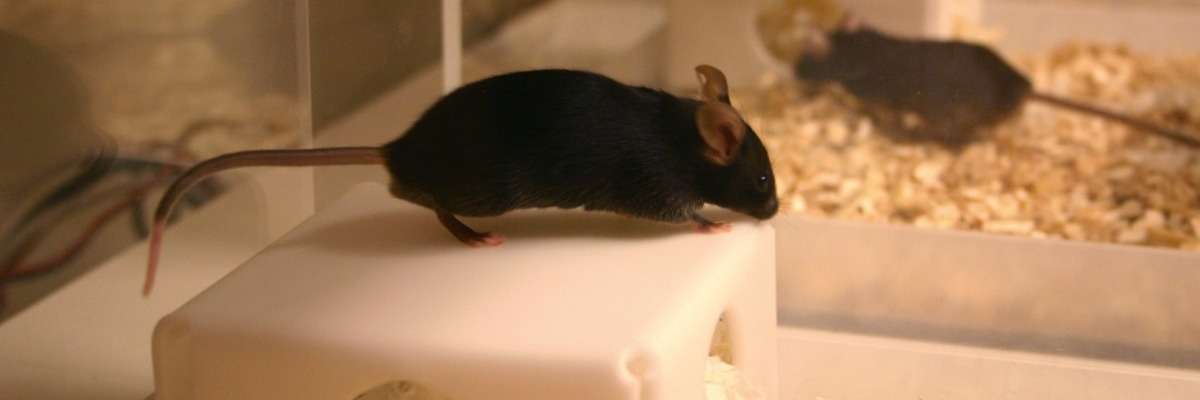 Better together or happier apart? The effects of housing on stress in mice