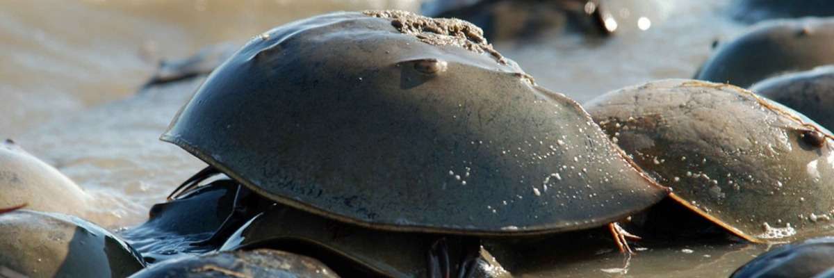Ticking clocks – tides and activity peaks in American horseshoe crabs