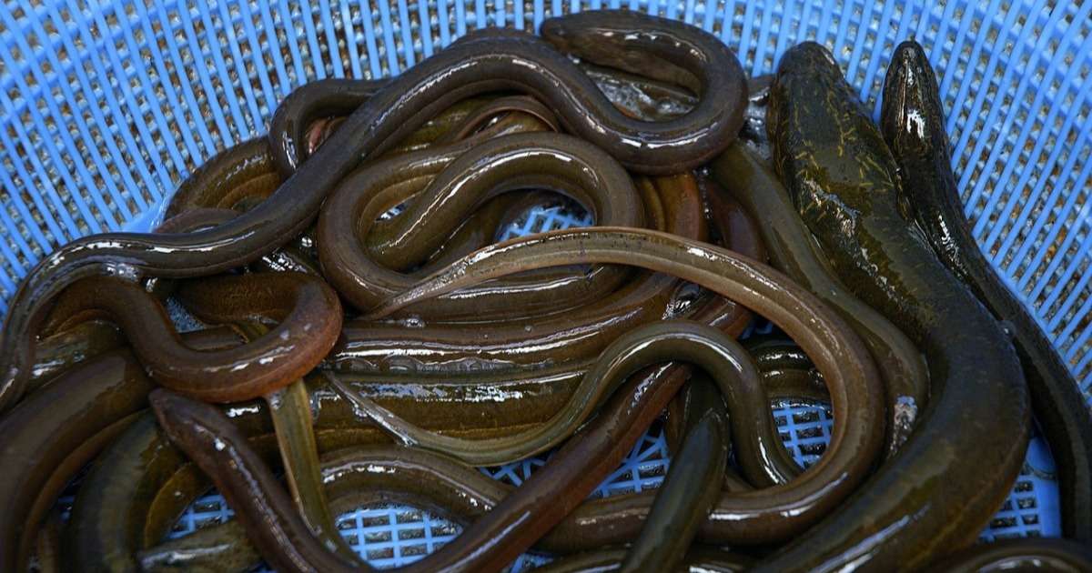 tracking-glass-eels