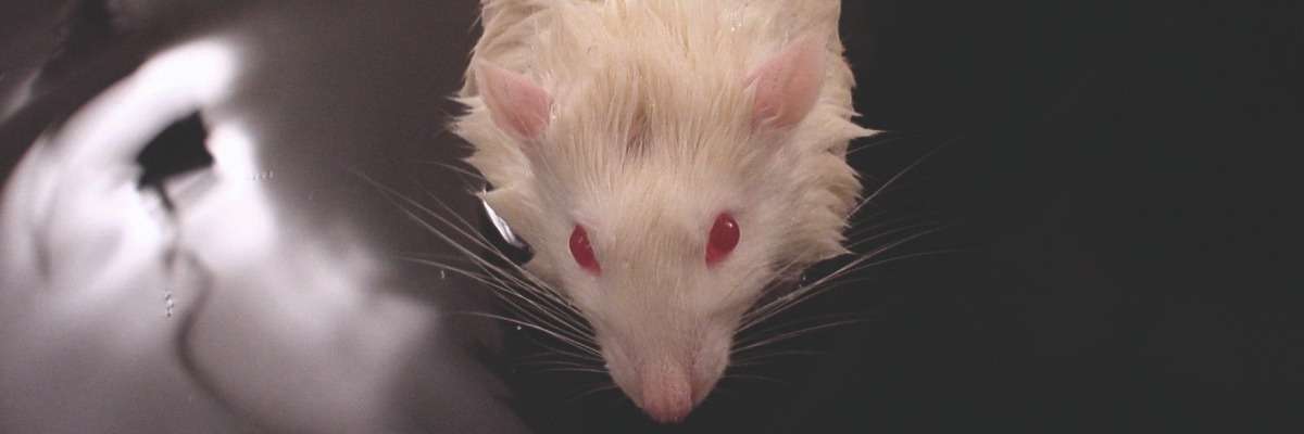 Three examples of swimming rats in traumatic brain injury research (TBI)